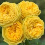 LEMON POMPON