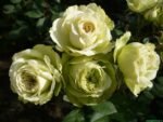 LOVELY GREEN - Image 2