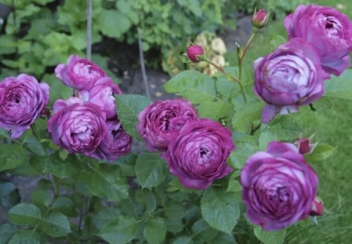 ROSE THELMA - Image 2