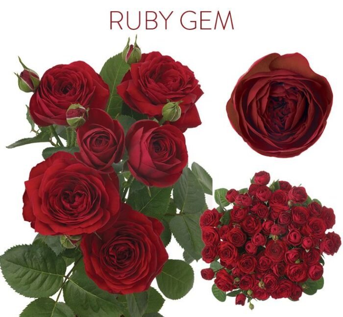 RUBY JAM - Image 2