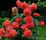 SUMMER SONG - Image 5
