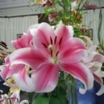 PINK BRILIANT
