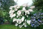 GRANDIFLORA - Image 4