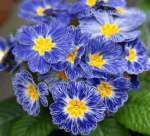 პრიმულა BLUE ZEBRA - Image 5