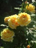 GOLDEN ZEST - Image 2