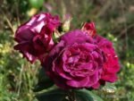 HEART'S DELIGHT - Image 2