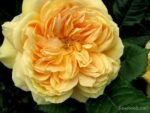 GOLDEN ZEST - Image 5