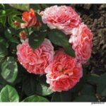 NOTRE DAME DU ROSAIRE - Image 4