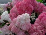 SANDAE FRAISE