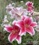 PINK BRILIANT - Image 3