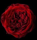 MAYRA'S RED - Image 4