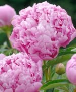 MONSIEUR JULES ELIE - Image 6