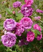 WILLIAM LOBB - Image 4