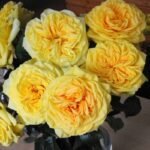 LEMON POMPON - Image 4
