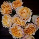 CAMPANELLA PEACH - Image 3
