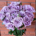 LAVENDER MEILLANDINA - Image 2