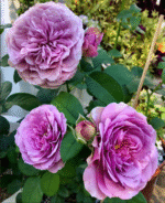 LAVENDER ICE - Image 5