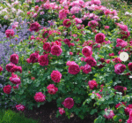 LADY OF MEGGINCH - Image 5