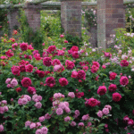 LADY OF MEGGINCH - Image 3