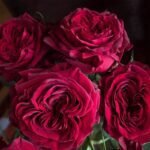 MAYRA'S RED