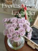 EVERLASTING LAVENDER - Image 3