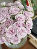 EVERLASTING LAVENDER - Image 4