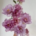 COUTURE ROSE TILIA