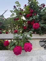 ECLAIR CL. - Image 8