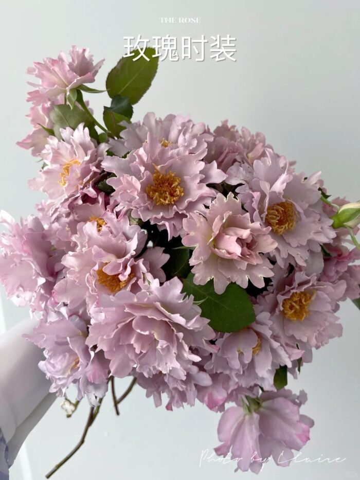 COUTURE ROSE TILIA - Image 1