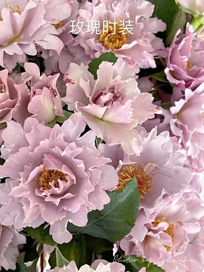 COUTURE ROSE TILIA - Image 5