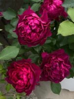 VELVETY TWILIGHT - Image 5