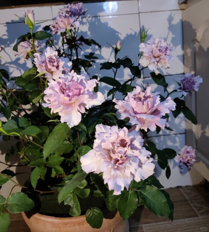 COUTURE ROSE TILIA - Image 4