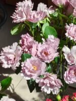 COUTURE ROSE TILIA - Image 2