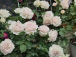 SAPHIRET - Image 6