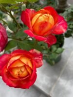 SOLEIL ROMANTICA - Image 2