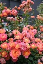 SOLEIL ROMANTICA - Image 4