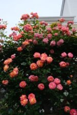 SOLEIL ROMANTICA - Image 5