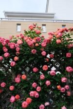 SOLEIL ROMANTICA - Image 7