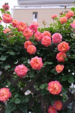 SOLEIL ROMANTICA - Image 6