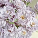 EVERLASTING LAVENDER