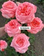VICTORIAN PINK