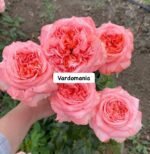 VICTORIAN PINK - Image 3