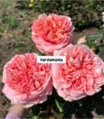VICTORIAN PINK - Image 2