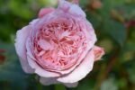 ANNE_SOPHIE PIC - Image 3