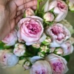 POMPONELLA SUMMERHOUSE