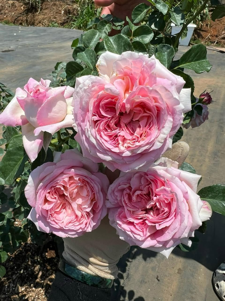 483627541_661936149666739_4589991837447649538_n AUBE - Image 1