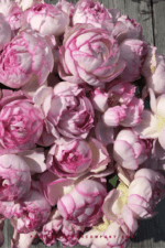 PINK YVES PIAGET - Image 4