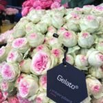 GELATO