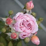 ANNE_SOPHIE PIC - Image 2