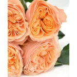 VUVUZELA  PEACH - Image 3
